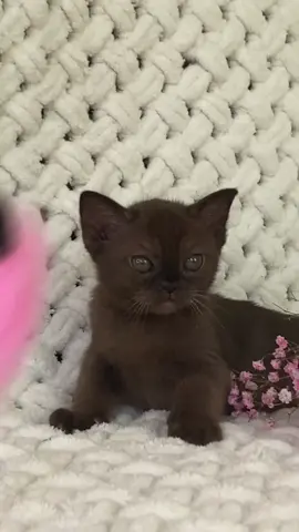 Бурманская , соболиная девочка #бурма #хочубурму #топ #рекомендации #рек