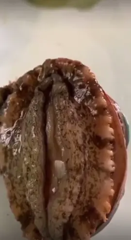 Beautiful oyster opening... 🦪
