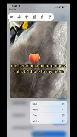 it’s the text to speech for me 😂🐱 #fyp #cattok #cat #textmessage