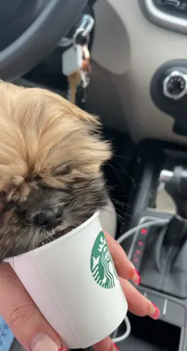 Pup Cup Time 🐶🐶 #pupcupstarbucks #doggylover #shitzu #crazypuppy