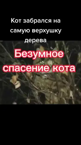 Спасение кота Барсика