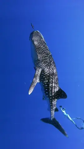 This is my #topoftheworld 💙 #whaleshark #hawaii