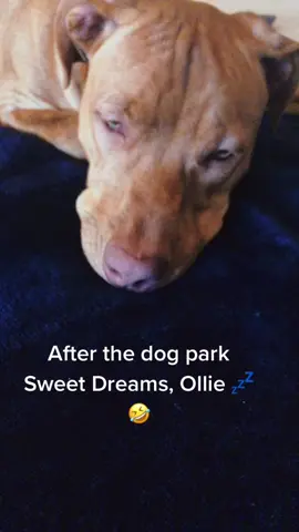 #allaboutollie #fyp #hellotiktok #SephoraLipLooks #MakeItGucci #goodvibes #zoocrew #Love #loveyou #dogsofttiktok #puppiesoftiktok