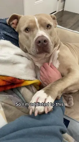 When the scritches are ear popping good.  #fyp #addictedtothis #cutedogs