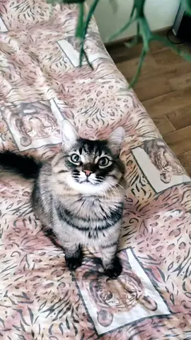 #сибирскийкот #покажи_своего_зверя #мойпитомецзвезда #котиграется