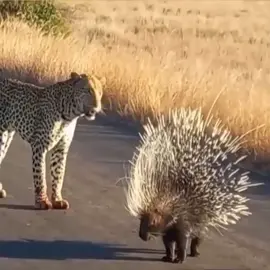 Leopard vs Landak #wildlife #hewanbuas #binatangbuas #wildanimals #landak #leopard #faunasafari