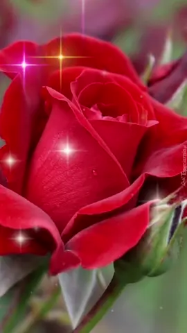 #сднёмженскогосчастья #поздравляю #пожеланияотдуши #отменя💜💖❤