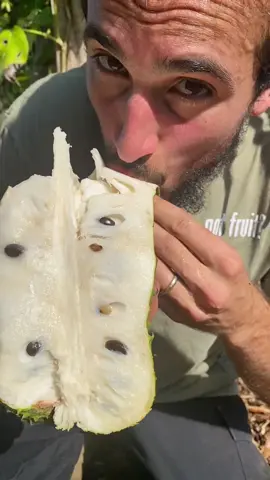 Soursop is a MUST try! Besides the numerous health benefits, eating this fruit is a whole experience you’ll never forget. #soursop #guanabana #fruit #fruithunters #juicy #fruta #Foodie #mukbang #share #creator #SmallBusiness