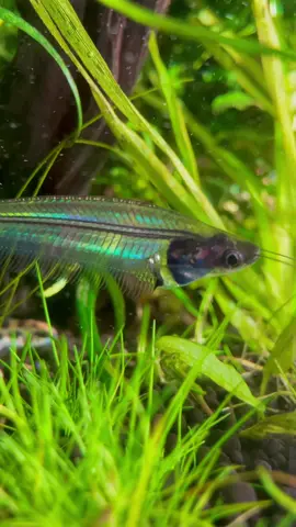 Finally captured the 'Tesseract' effect. Glass Catfish + Sunlight is the recipe! 🌞🌈 #rainbowfish #rainbows #glasscatfish #oddballs #natureaquarium #naturalsunlight