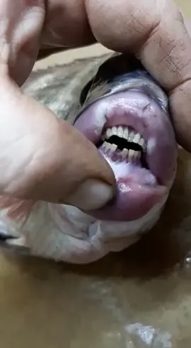 #рыба #удивительный #мир #прикол #голливудскаяулыбка рыба с накачеными губами и голливудской улыбкой