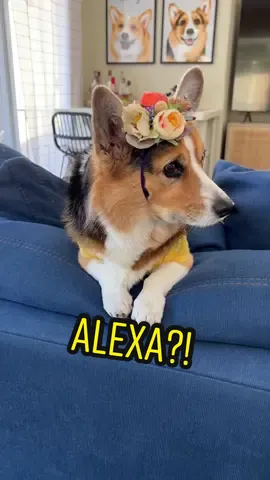 Why were cigarettes just added to my Amazon shopping cart? #alexa #amazon #dogsoftiktok #relatable