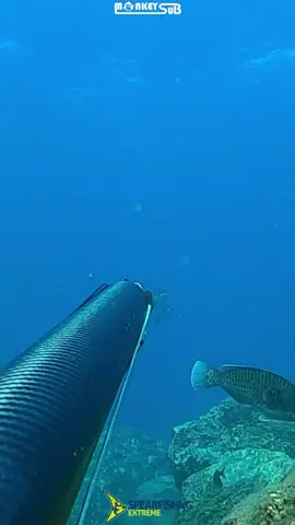 🐟 cefalo 🐟 #spearfishing #fishing #fish #pescasub #pesca #sea
