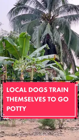 The Puppies Learn From Their Dog Parents. Fascinating. ~ #DogTraining #gooddog #doglovers #dogtips #dogtrainingtips #fyp #foryoy