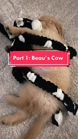 I wonder if he’s going to remember it! #fyp #foryoupage #dogsoftiktok