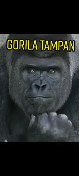 Shabani adalah seekor gorila jantan dari Kebun Binatang Higashiyama, Tokyo Jepang yang dianggap gorila paling tampan setelah foto2 tampan nya beredar.