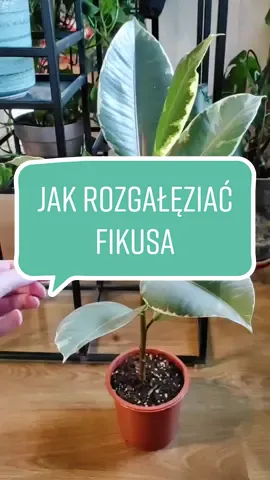Trzymaj kciuki, żeby przeżył ten zabieg 😁 #fikus #kwiaty #roślinydoniczkowe #rośliny