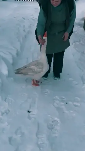 Вот это любовь #любовь❤️ #деревнясело #гусь