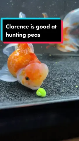 Clarence has a big brain and Clarence likes peas. #fish #goldfish #aquarium
