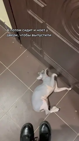 #catsoftiktok #сфинкс #sphinxcat #питомец #животные #котики #кошки #sfinks #sphinx_mems #сфинксы #fyp #сфинксы_в_топе #cats #sphinxlover