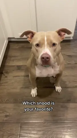 Do you have a favorite? Snoods from @zoosnoods  (code: SMUCKERS15) #fyp #cutedogs #snoods
