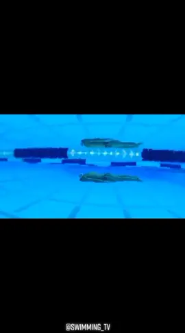 perfect start #start #perfect #recomendation #subscribe #reaction #swimmingtv #swim #loveswim #sport #top #reck #breaststroke #underwater
