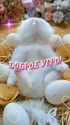 #юморвленту🤣🤣🤣 #всемхорошегоутра😘