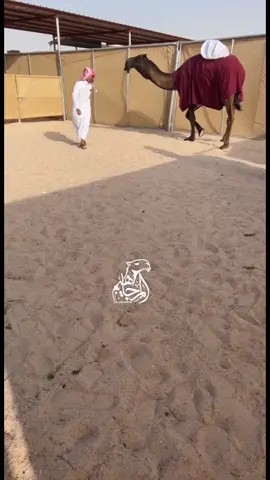 #مهرجان_قطر_للإبل #جزيلات_العطا#جائزة_الملك_عبدالعزيز_لمزاين_الابل #مهرجان_الظفره#اكسبلورexplore