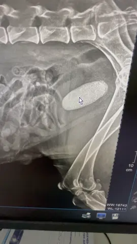 Все будет хорошо! #самоед #samoyed #samoyeds #veterinarian