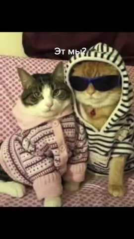 опять видео с котами