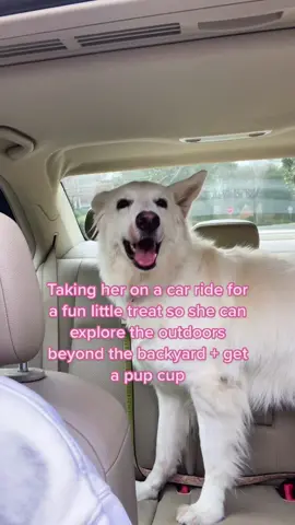 I would post the picture of it but I’m almost positive i would get banned. #dog #puppy #dogsitting #carride #pupcup #starbucks #ShowUsYourDrawers