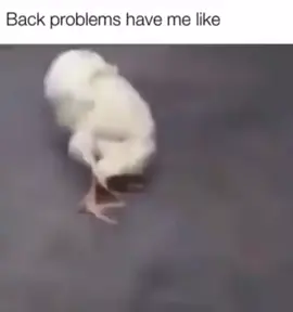 Good ol morning stretch 😇 🐥 #fyp #chicken #morning #chick