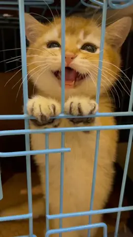 #pet #cute #cat #foryou