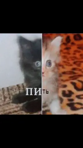 #постирония #смешнявка #кот #мем