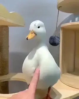 #haha #hahaha #lol #funnyvideo #funnyanimals #funnypets #humor #laugh #laughing #duck #fypシ #cute #pet #petlover #ducklover