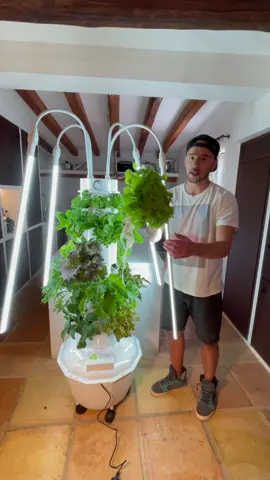 Lettuce harvest from the Tower Garden HOME, grown in our kitchen. #towergarden #verticalfarming #aeroponics #hydroponics #verticalfarming #kitchengarden #healthyliving #growyourown #lettuce #healthy #soilless