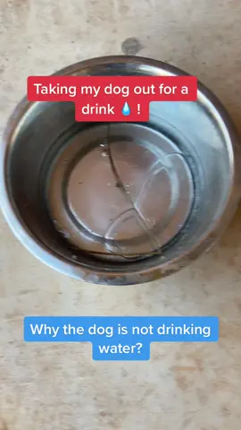 #funny #puppy #frozen #viralvideo #viral