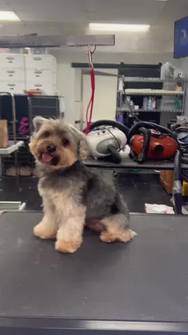 ⚠️ Attention yorkie lovers #ShowUsYourDrawers #fyp #doggrooming #yorkie #yorkiesoftiktok #dogsbylogan