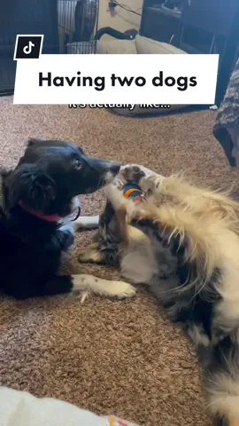 It gets a little crazy around here 🙃 #twodogs #aussie #australianshepherd