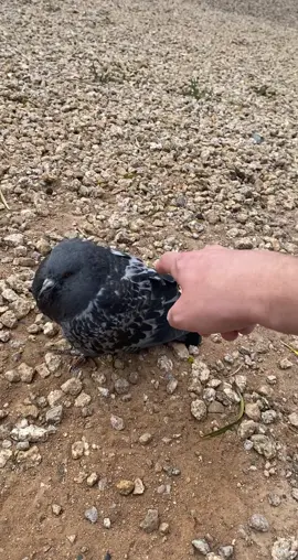 This “bird”’s batteries are low