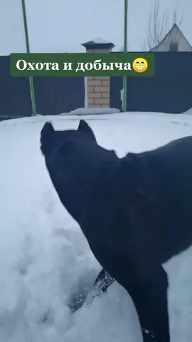 #👍#💣#🔥#топ #врек #фур #canecorso #dober @war_clan_kennel