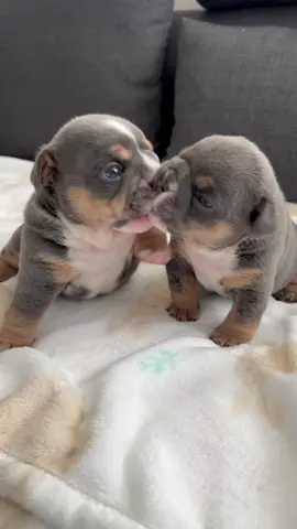 Tonka and Winnie #englishbulldog #tiktokpuppy #puppiesoftiktok #fyp #englishbulldogsoftiktok #pup #puppies #cuties #cutepuppies #puppylove #tuesday