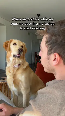 Anyone else having this issue? #goldenretriever #fyp
