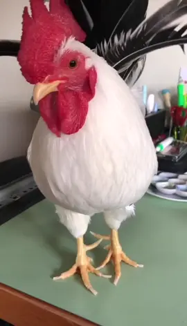 Это КОКО🐓🥰 очень умный и красивый ❤️#петька #петух #птицеводство #куры #курочки #ферма #моикуры #серама #малазийскаясерама