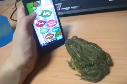 African bullfrog ant crusher😂 #frog #funny #amazing #fyp