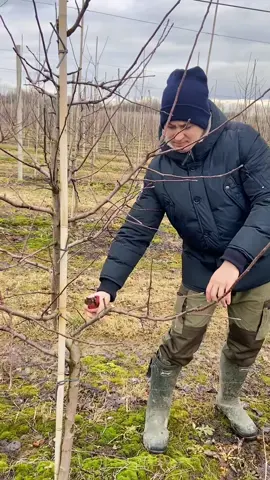 Работаем в садах яблони
