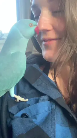 But when he loves me..🥺 #parrot #Love #novascotia #canada #talkingparrot #irn