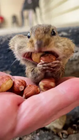 Thank you God my little Squishy is back from hibernation, fill the cheeks my sweet baby #fyp #welcomeback #cuteanimals #cute #chipmunks #squishy