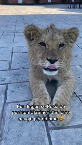 Simba gati per front line 🦁 #kingsimba #peace #peaceforukraine #lioncub