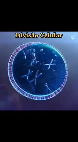 #biologia #ciencia #divisaocelular #celula #meiose #mitose #cromossomos #gene #DNA