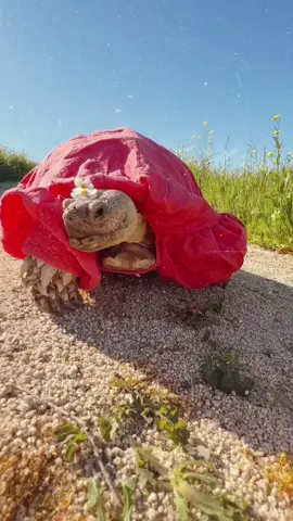 Is is spring yet? Anyone else getting excited for frolicking season? #springfever #springfashion #familygoals #tortoise